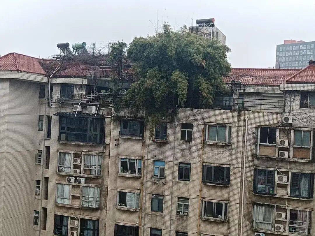 长沙一小区楼顶被种出茂密“丛林”，居民担心安全！城管：屋顶有产权，会上门查看