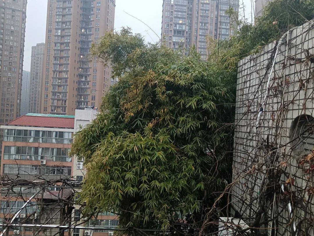 长沙一小区楼顶被种出茂密“丛林”，居民担心安全！城管：屋顶有产权，会上门查看