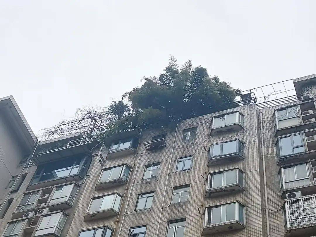 长沙一小区楼顶被种出茂密“丛林”，居民担心安全！城管：屋顶有产权，会上门查看