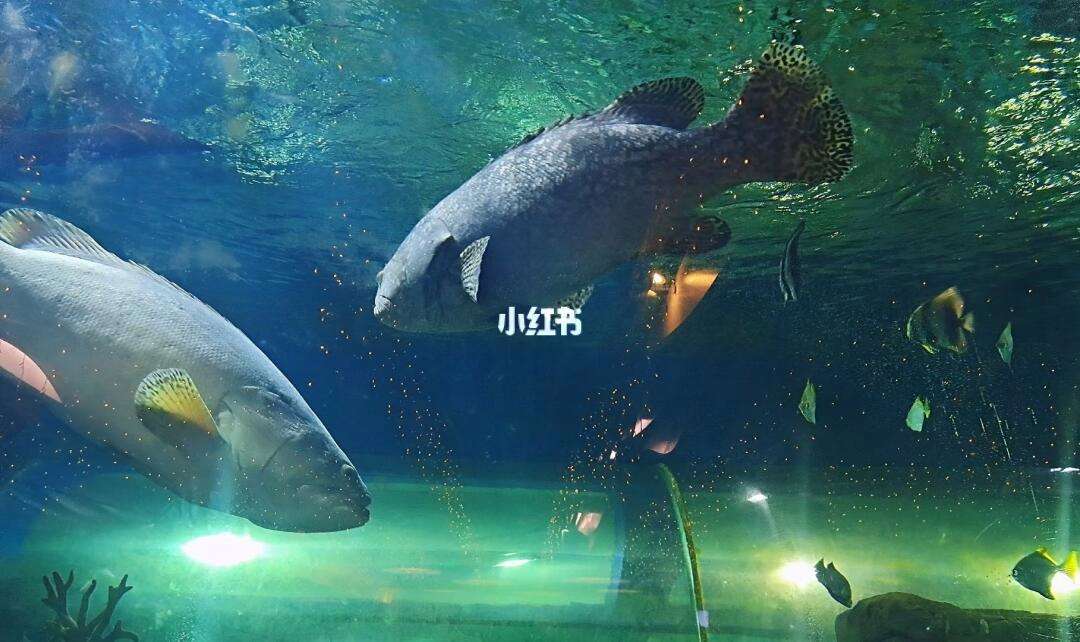 理财鱼(理财单位净值是什么意思)